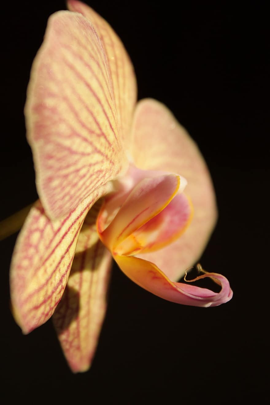 orchidea, kwiat, kwitnąć, płatki, flora, ścieśniać, Natura
