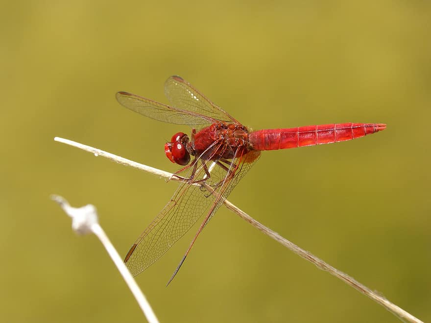 Dragonfly, Dry Flower, Nature, Scarlet Dragonfly, Red Dragonfly, Erythraea Crocothemis, Animal, Stem