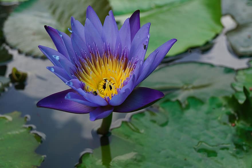 loto, flor, estanque, flor de loto, flor Purpura, pétalos, pétalos morados, floración, planta acuática, flora
