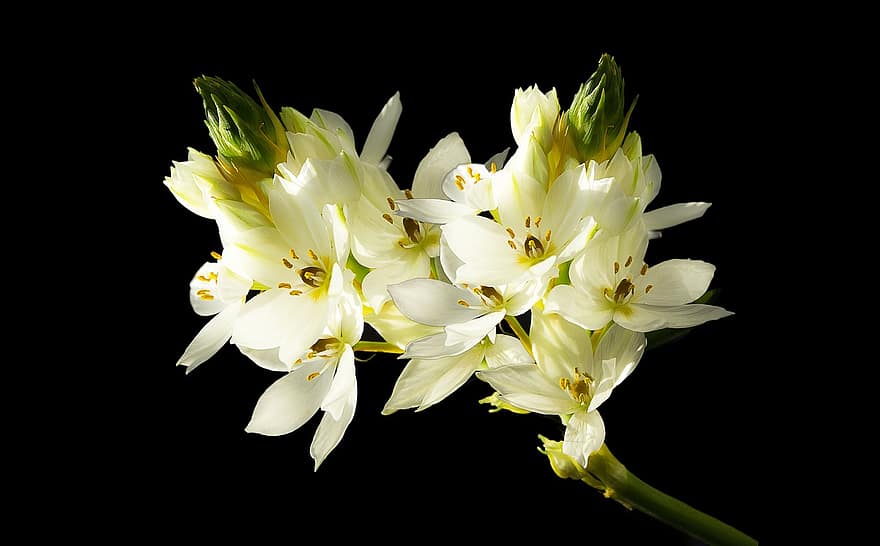hvid blomst, forår, hvide blomster, flor, blomster, hvid, blomsterknopper