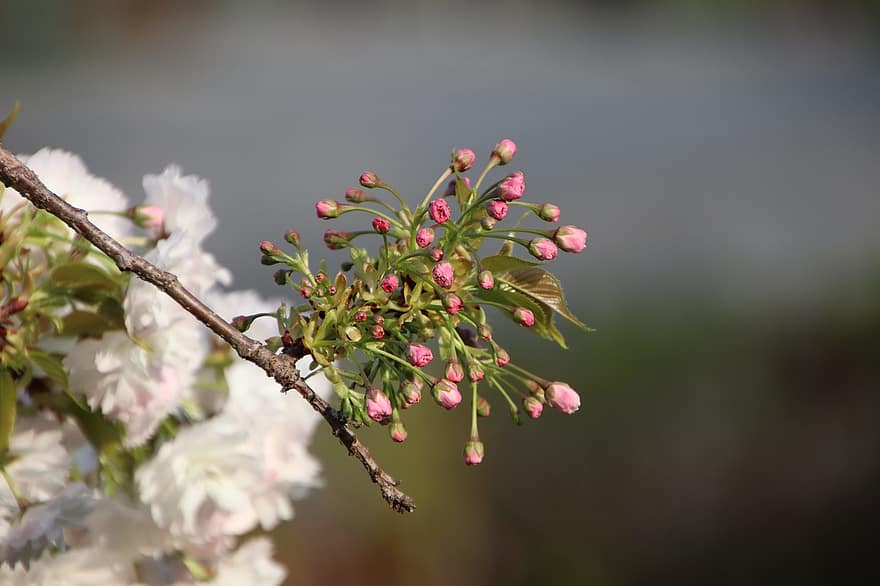 kirsikankukka, terälehdet, silmut, haara, puu, kevät, vaaleanpunaiset kukat