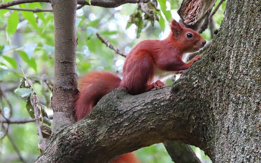 orava, punainen orava, eläin, pysäköidä, puu, luonto, eläimistö, jyrsijä