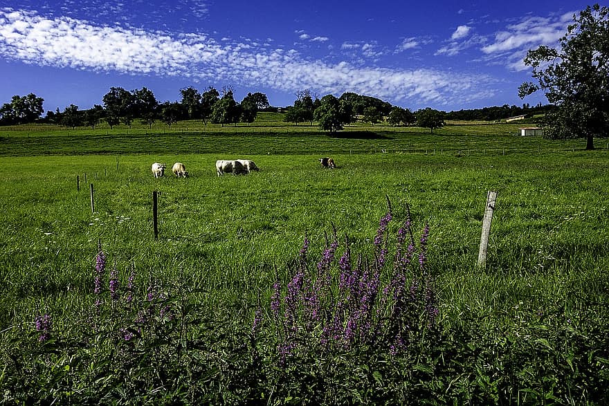 牧草地、自然、田舎、農村、屋外、風景、空、畑、牛、草、田園風景