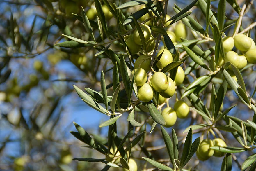 oliven, oliven tre, natur, frukt, gren, blad, grønn farge, anlegg, jordbruk, friskhet, tre