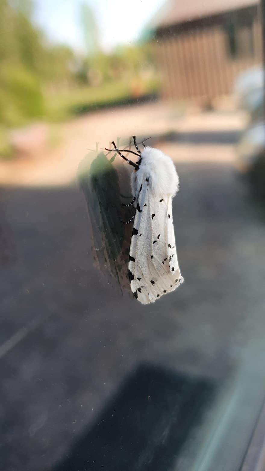 Salt Marsh Moth, éjjeli lepke, rovar, üveg, ablak, téli, évszak, ruházat, divat, közelkép, ősz