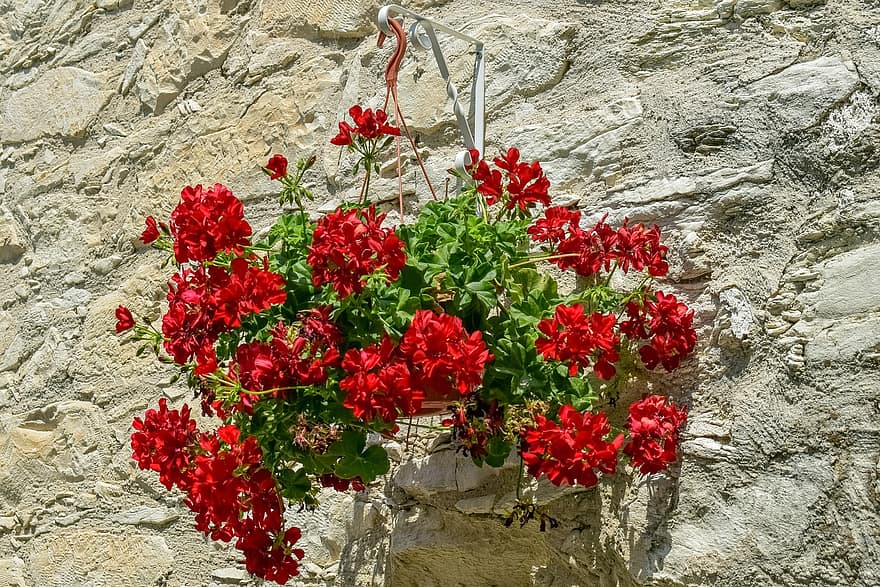 цветы, горшок, стена, украшение, Агиос Теодорос