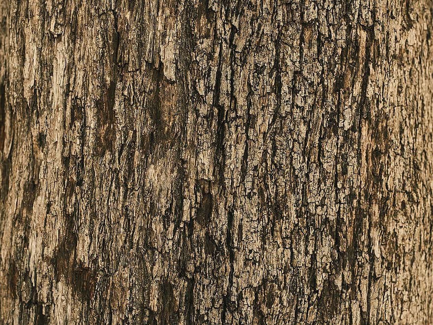 arbre, tronc, fusta, escorça, textura, dur, naturalesa, fons