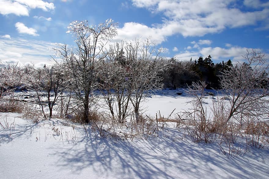 natur, vinter-, säsong, utomhus, snö, träd, blå, landskap, skog, frost, is