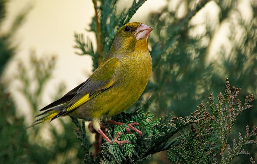 Greenfinch, Bird, Wildlife, Finch, Animal, Nature, beak, feather, animals in the wild, branch, yellow