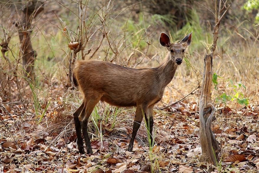 geyik, altın geyik, geviş getiren, memeli, otlak, hayvan, Bandhavgarh Kaplan Koruma Alanı, Hindistan, hint hayvan