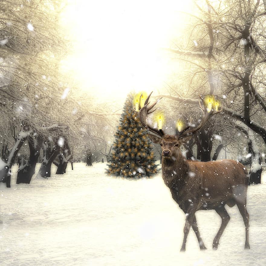 hjort, gevir, jul, fest, juletræ, sne, landskab, lys, stearinlys, dyr