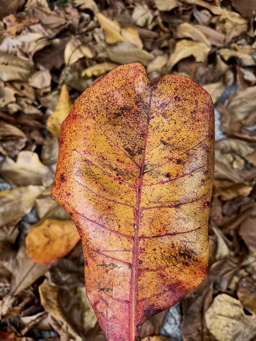 лист, высушенный лист, падать, осень, сухой, коричневый лист, желтый, крупный план, время года, разноцветный, завод