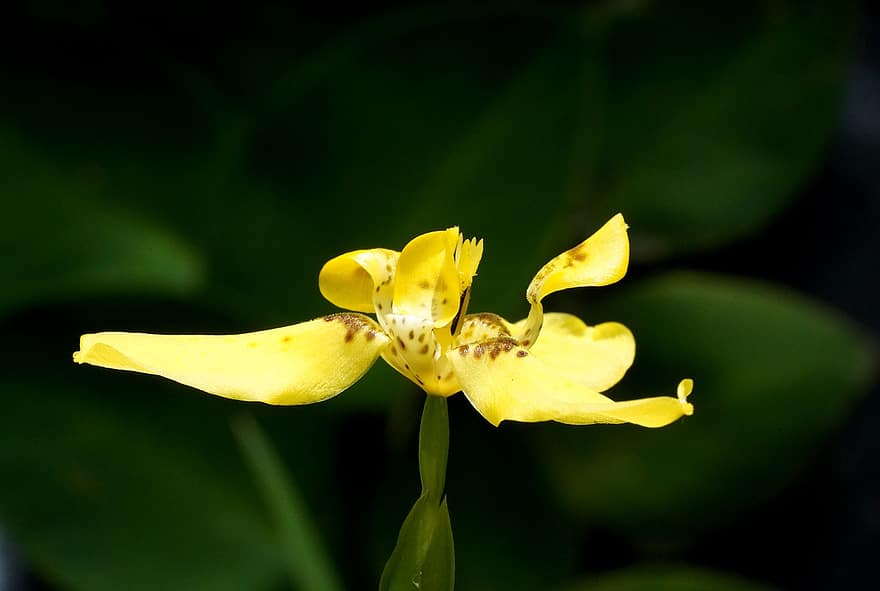 Τριμέζια, λουλούδι, κίτρινο άνθος, πέταλα, κίτρινα πέταλα, ανθίζω, άνθος, χλωρίδα, φύση