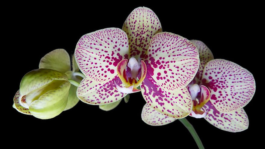Orchideen, Blumen, blühen, Blütenblätter, Orchideenblütenblätter, Flora, Pflanzen, schwarzer Hintergrund, Natur, Orchidee, Pflanze