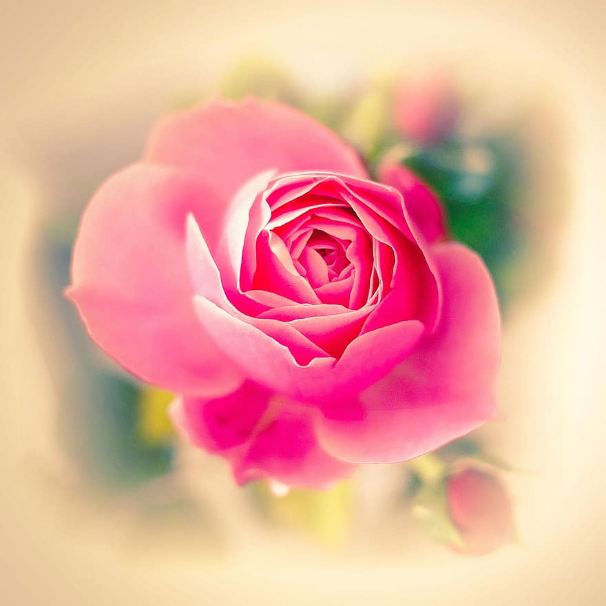 Rose, blomster gren, Rosenzweig, blomster, bryllup, natur, romantisk, blomstre, flor, kærlighed, dekoration