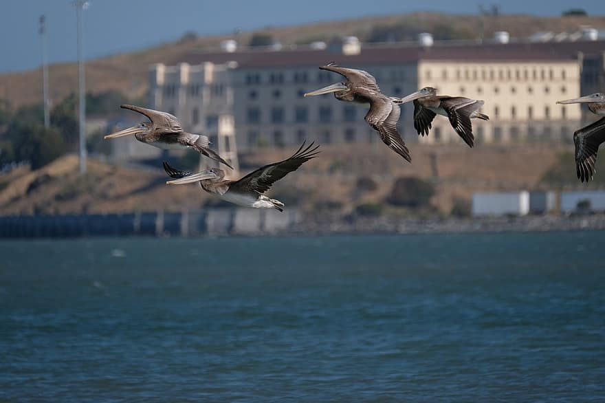 Pelikane, Vögel, Meer, Buchtbereich, Ozean, fliegende Vögel
