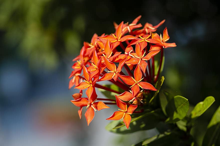 rietumu indijas jasmīns, ziedi, augu, ziedlapiņām, ixora, džungļu liesma, pavasarī, zied, flora, skaists, skaistums