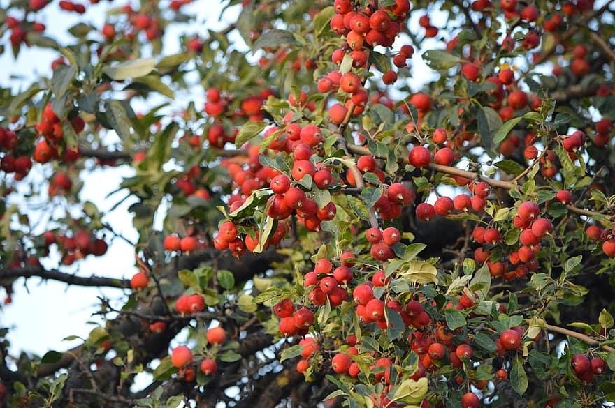 metsäomenapuu, hedelmät, puu, omenat, oksat, lehdet, punaiset hedelmät, kasvi, luonto, puun lehti, hedelmä