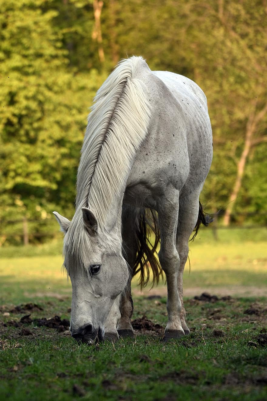 hest, dyr, pattedyr, equine, hvit hest, beite, beitemark, eng, mane, hale, hover