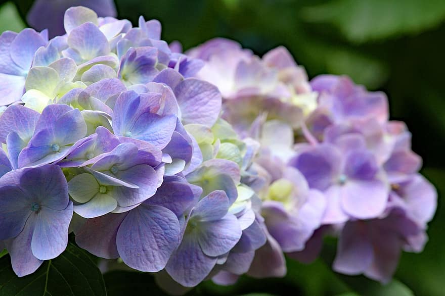 hortensia, japan, blomst, Hortensia-familien, lilla, have, hortensiaer, plante, flora, blomsterstand, juni