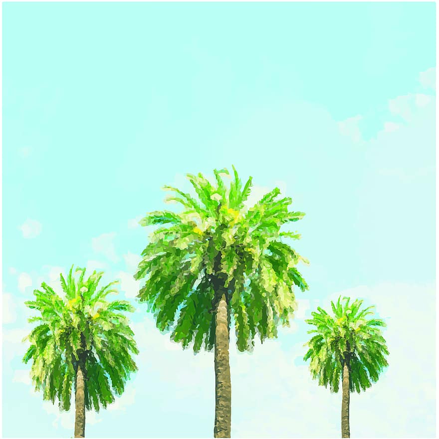 palmas, koki, debesis, tropu, palmu, botāniskais, raksturs