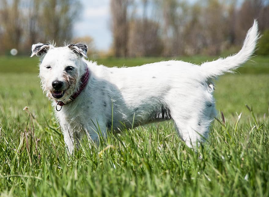 Parson Russell Terrier, pies, zwierzę, zwierzę domowe, portret, portret zwierzęcia, terier, pies portret