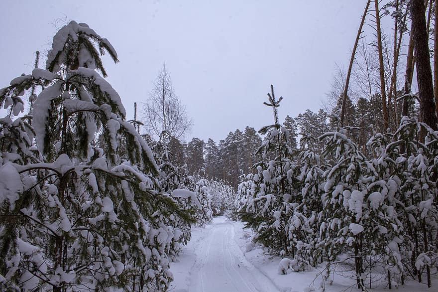 téli, fák, természet, évszak, szabadban, hó, út, Szibéria, erdő, fa, fagy