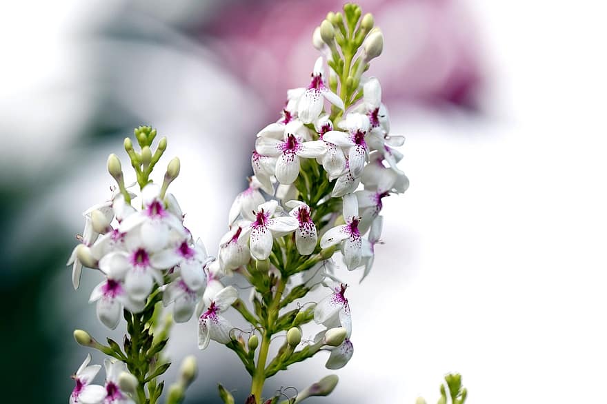 bloemen, witte bloemen, tuin-, bloemblaadjes, witte bloemblaadjes, bloeien, bloesem, fabriek, flora, detailopname, bloem