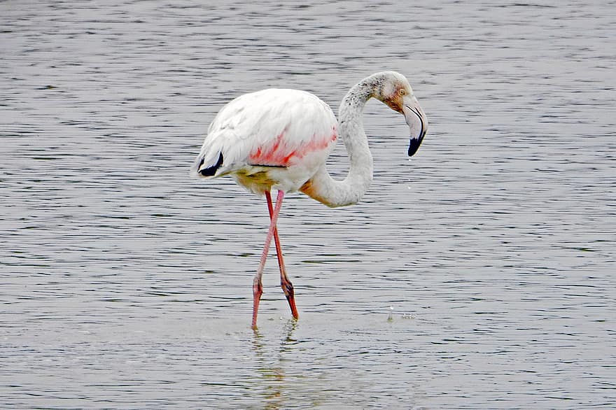 burung, flamingo, ilmu burung, jenis, fauna, hewan, bulu, bulu burung, danau
