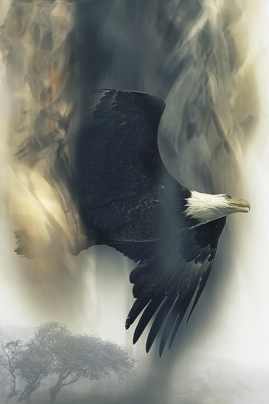 Білоголовий орлан, ширяючий, птах, хижак, політ, летить, дикий, дикої природи, природи, небо, портрет