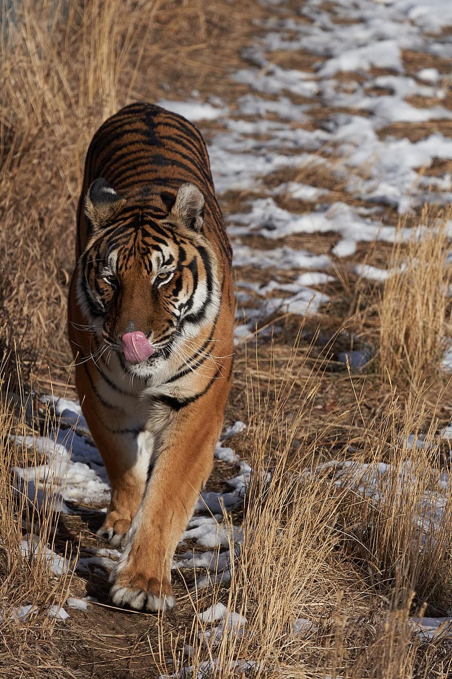harimau, licik, kucing, lidah, berkeliaran mencari mangsa, padang rumput, predator, hewan, mamalia, margasatwa, bergaris