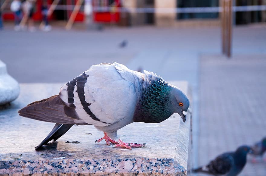 Pigeon, City, Bird, Animal, Feather, Urban, Beak, Nature, Sitting, Gray, Wildlife