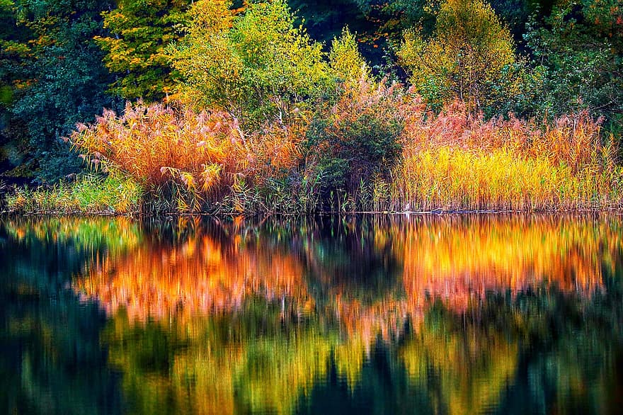 湖、風景、秋、木、森林、葦、水、水の反射