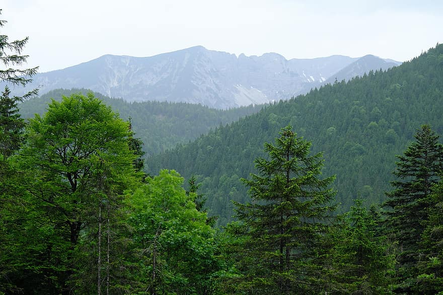 Munte, pădure, natură, brazi, molid, copaci, conifere, vesnic verde, Alpi, peisaj, bavaria