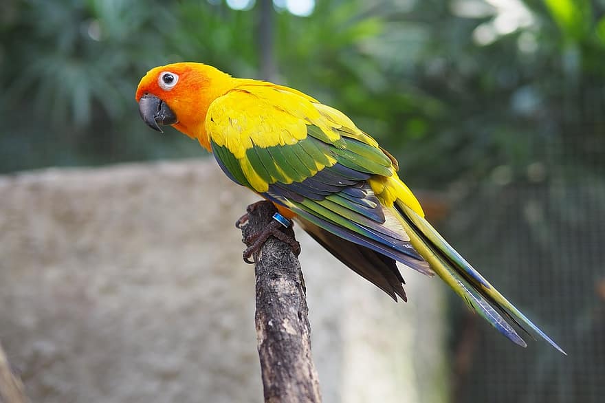 papegøje, fugl, fjer, fjerdragt, sol conure, farverig, næb, vinger, Aratinga, solstitialis, dyr