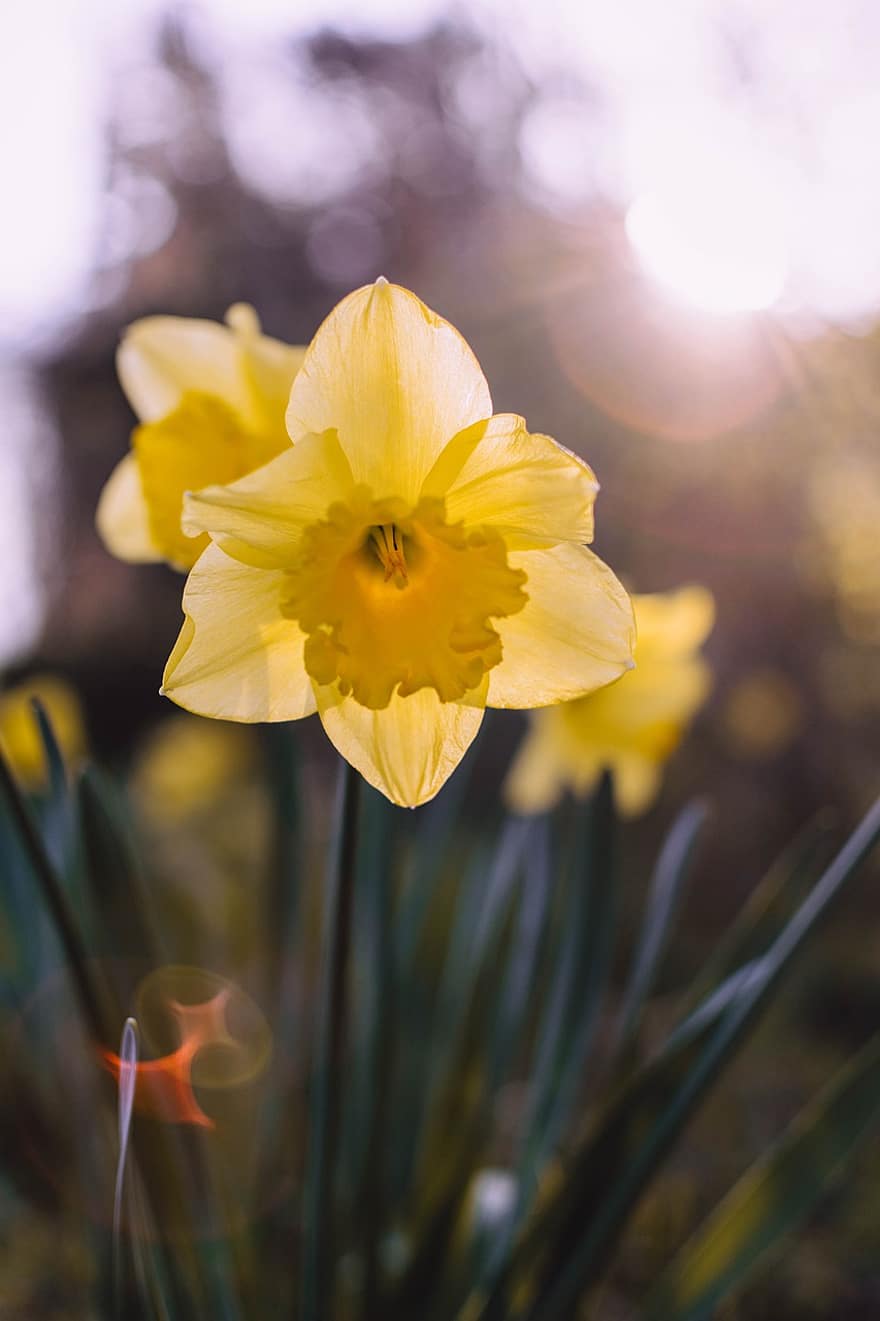 Daffodil, Flower, Plant, Narcissus, Easter Flower, Petals, Yellow Flower, Spring, Harbinger Of Spring, Bloom, Garden