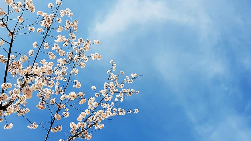 цвітіння вишні, дерево, небо, блакитне небо, цвіте, квіти, сакура, квіти сакури, дерево сакури, вишневе дерево, гілки
