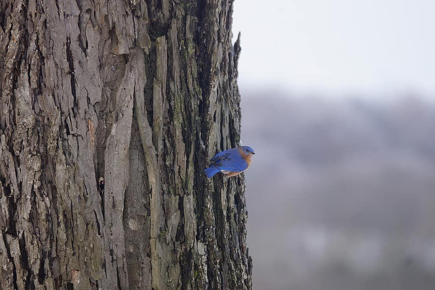 modrý pták, strom, Příroda, modrý, volně žijících živočichů, pták