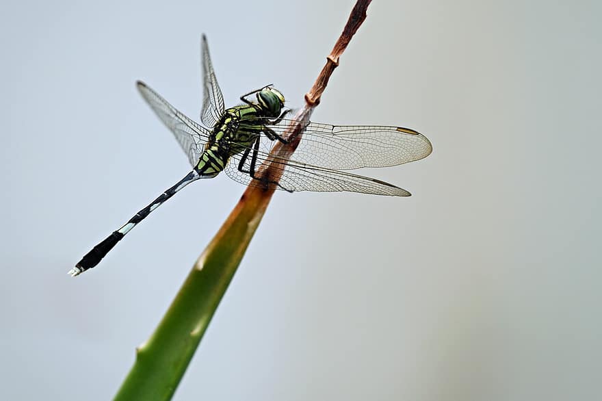 dragonfly, insekt, dyr, blad, vinger, dyreliv, fauna, natur, nærbilde, makro, dyrfløyen