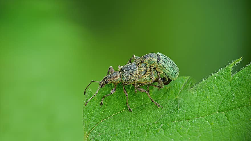 Зелені довгоносики, довгоносики, спаровування, жуки, ентомологія, впритул, макрос, комаха, зелений колір, лист, тварини в дикій природі