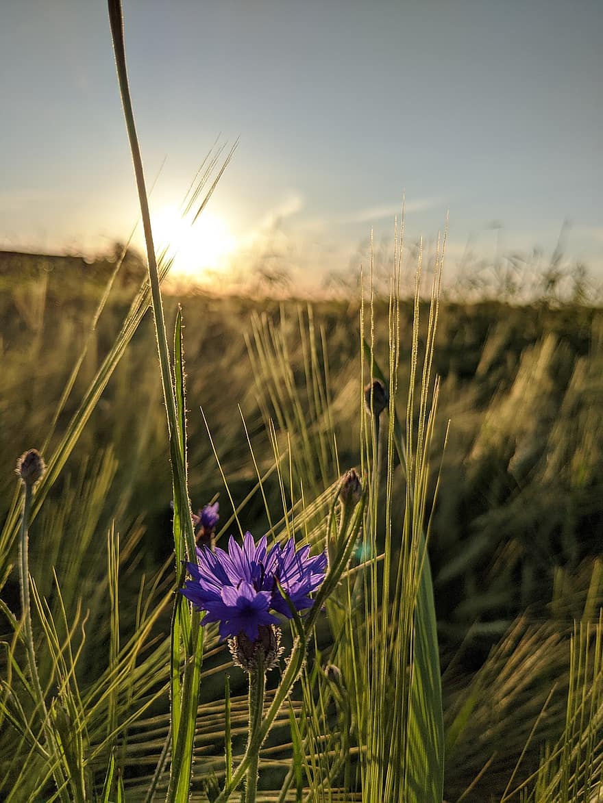 Cornflower, Wheat, Field, Sunset