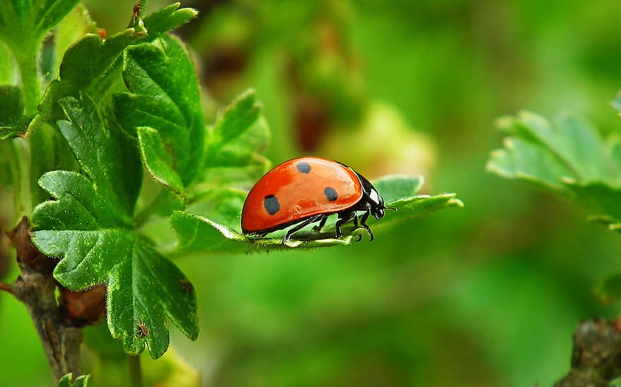 insekt, mariehøne, ladybird beetle, entomologi, makro, tæt på, natur, grøn farve, plante, blad, forår