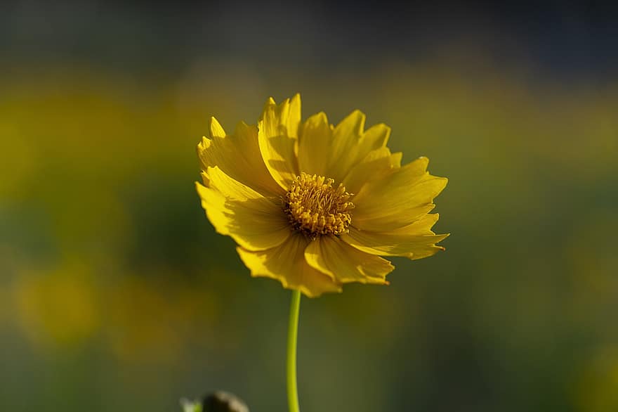 цветок, желтый цветок, полевой цветок, Республика Корея, завод, луг, сад, желтый, летом, крупный план, зеленого цвета