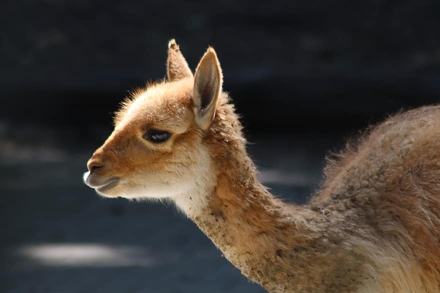 vicuña, kamelart, paarhufer, Zuid-Amerika, zoogdier, dier, dieren wereld, dierentuin