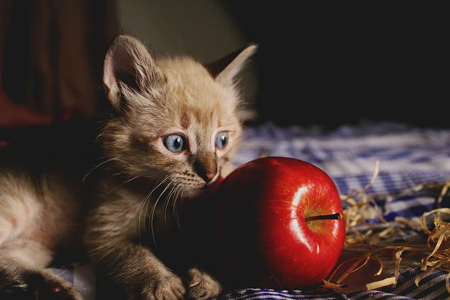 kot, koci, zwierzę domowe, zwierzę, kotek, jabłko, owoc