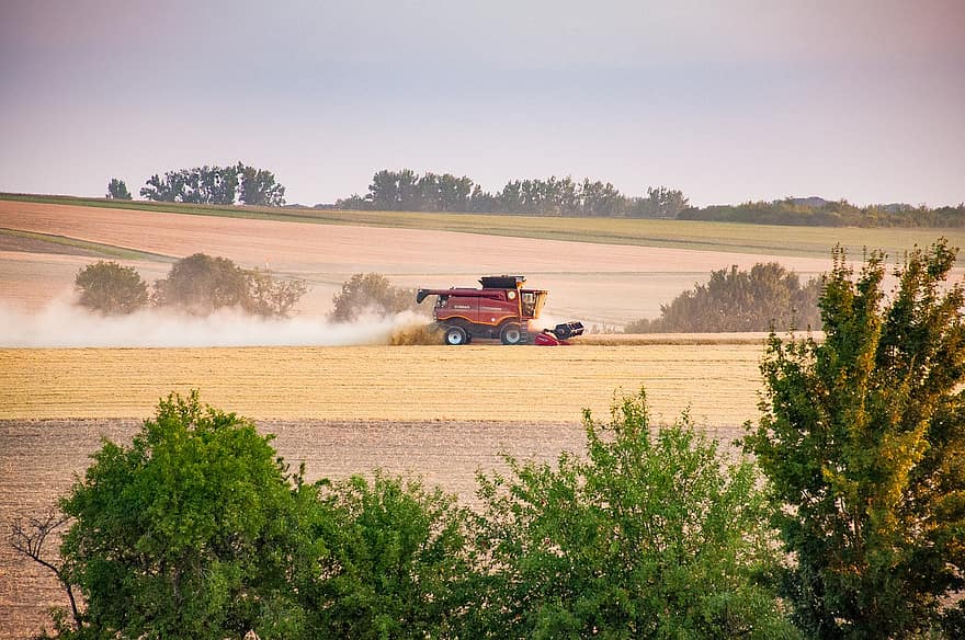 sereal, pertanian, perontokan, panen, panen gandum, Traktor panen, gandum, bidang, ladang jagung, alam