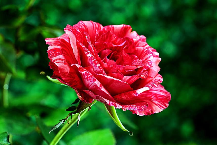 rosa, fiore, pianta, Rosa bicolore, petali, fioritura, flora, natura, giardino, avvicinamento, petalo