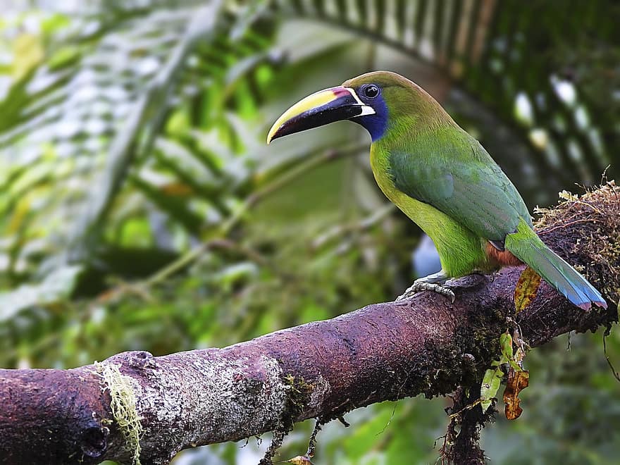 Emerald Toucanet, fugl, dyr, Northern Emerald Toucanet, dyreliv, fauna, ødemark, natur, jungle