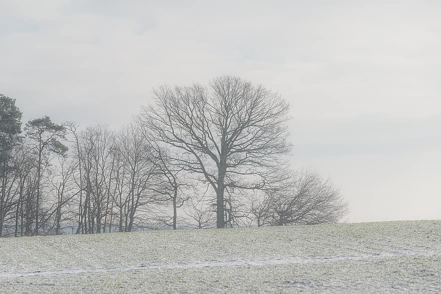 зимен пейзаж, поле, дървета, мъгла, природа, хоризонт, дърво, зима, сняг, пейзаж, сезон