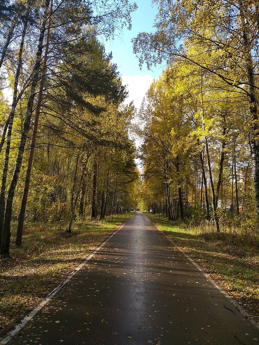 الخريف ، الطريق ، الأشجار ، غابة